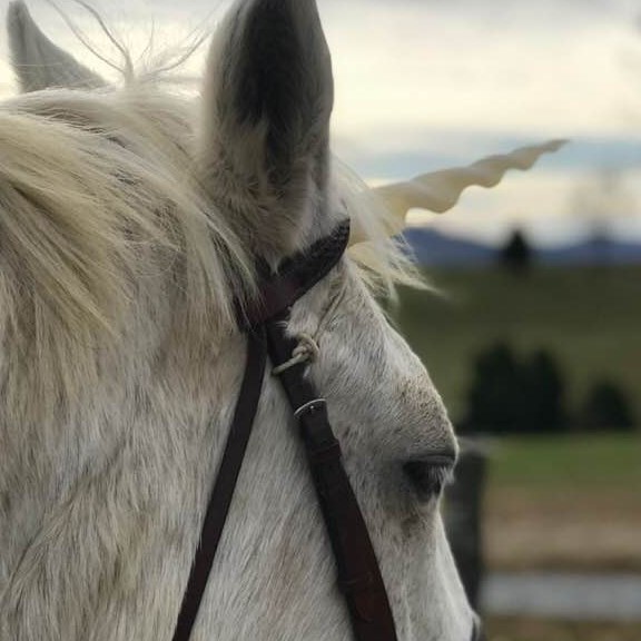 Harmony Equestrian Center | Let us help you reach your riding goals. Harmony Equestrian Center | Let us help you reach your riding goals.